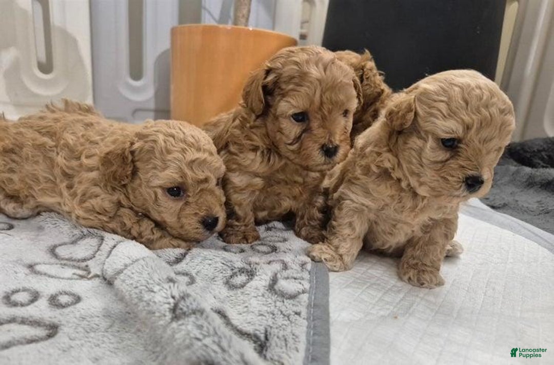 Maltipoo dogs for sale: Billy - Ad 6