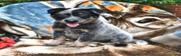 Australian Cattle Dog dogs for sale: Happy - Ad 4