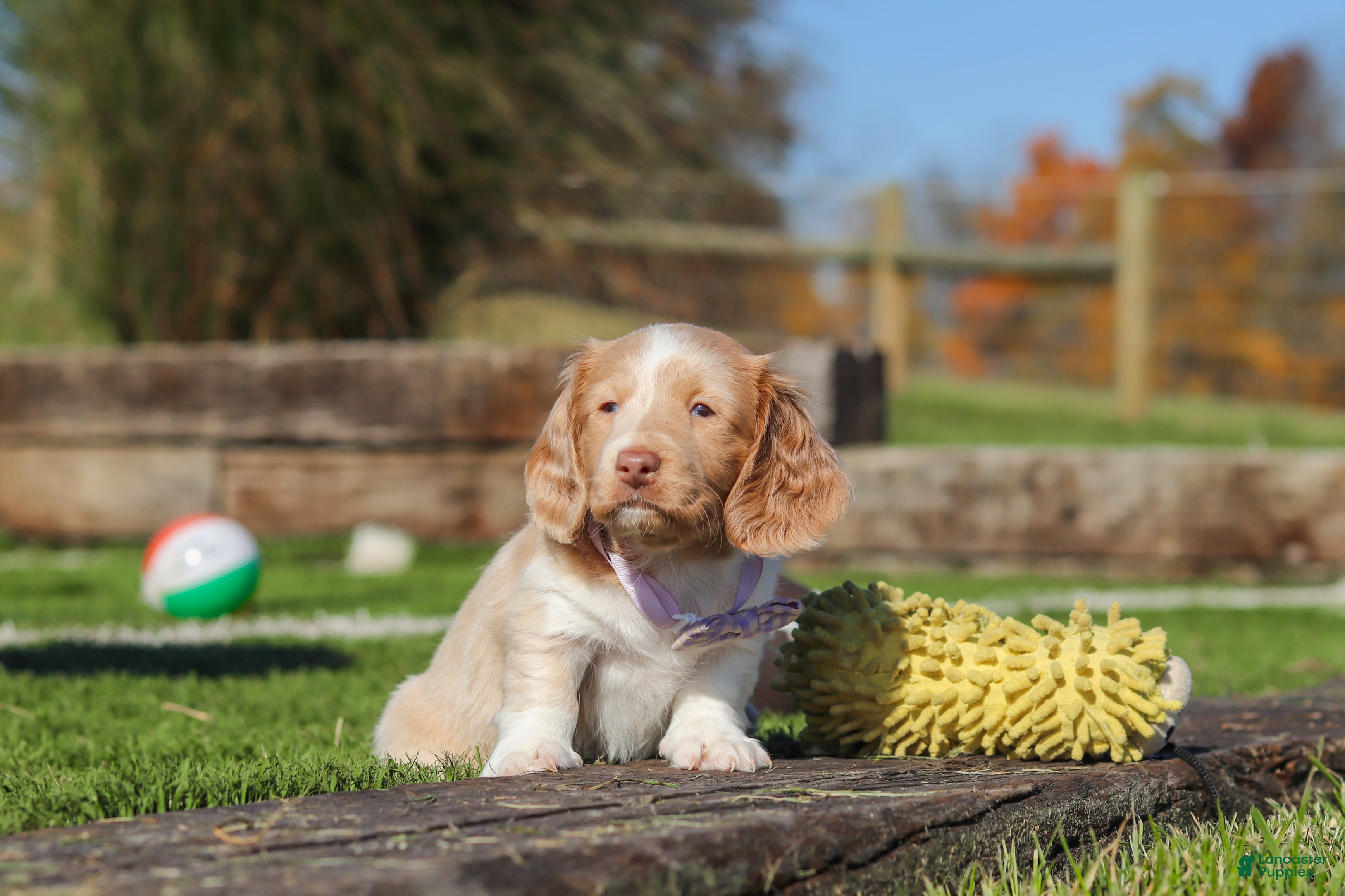 Miniature Dachshund dogs for sale: Autumn - Ad 3