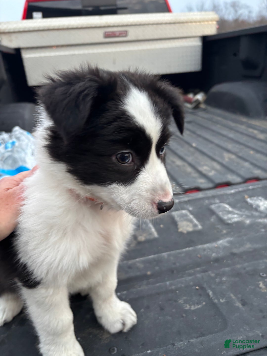 Australian Shepherd dogs for sale: Brad - Ad 2