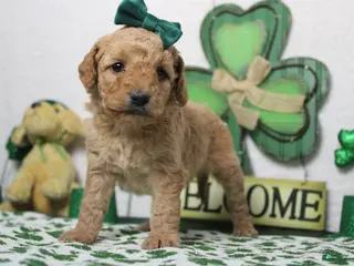 Goldendoodle dogs Yello - Ad 6