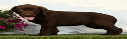 Labrador Retriever dogs for sale: Mocha - Ad 3