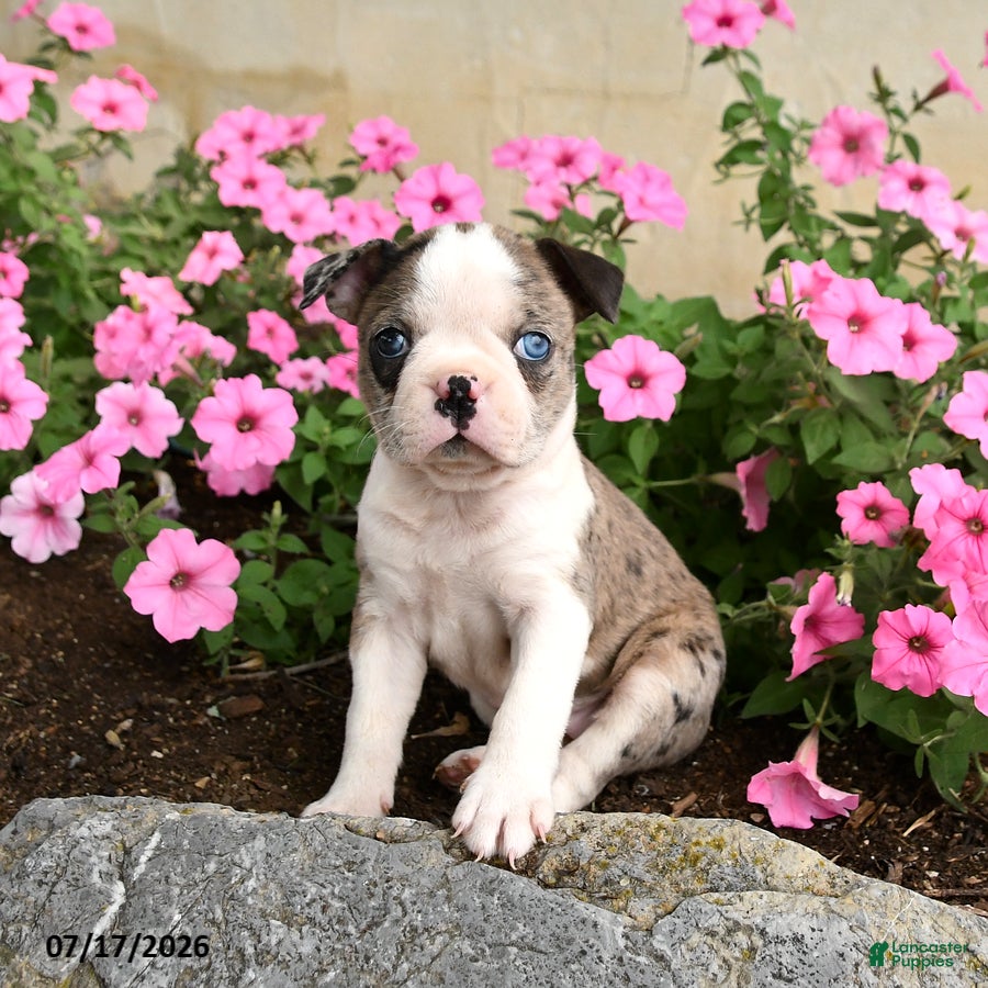 Boston Terrier dogs Bagel - Ad 1