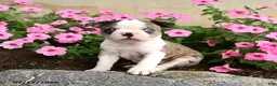Boston Terrier dogs for sale: Bagel - Ad 1