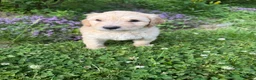 Goldendoodle dogs for sale: Goldendoodle 3 - Ad 3