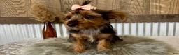 Yorkshire Terrier dogs for sale: Sage - Ad 7
