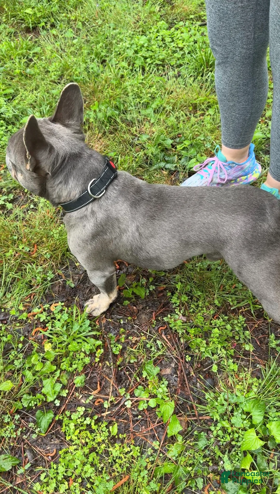 French Bulldog dogs for stud: Trigger - Ad 3