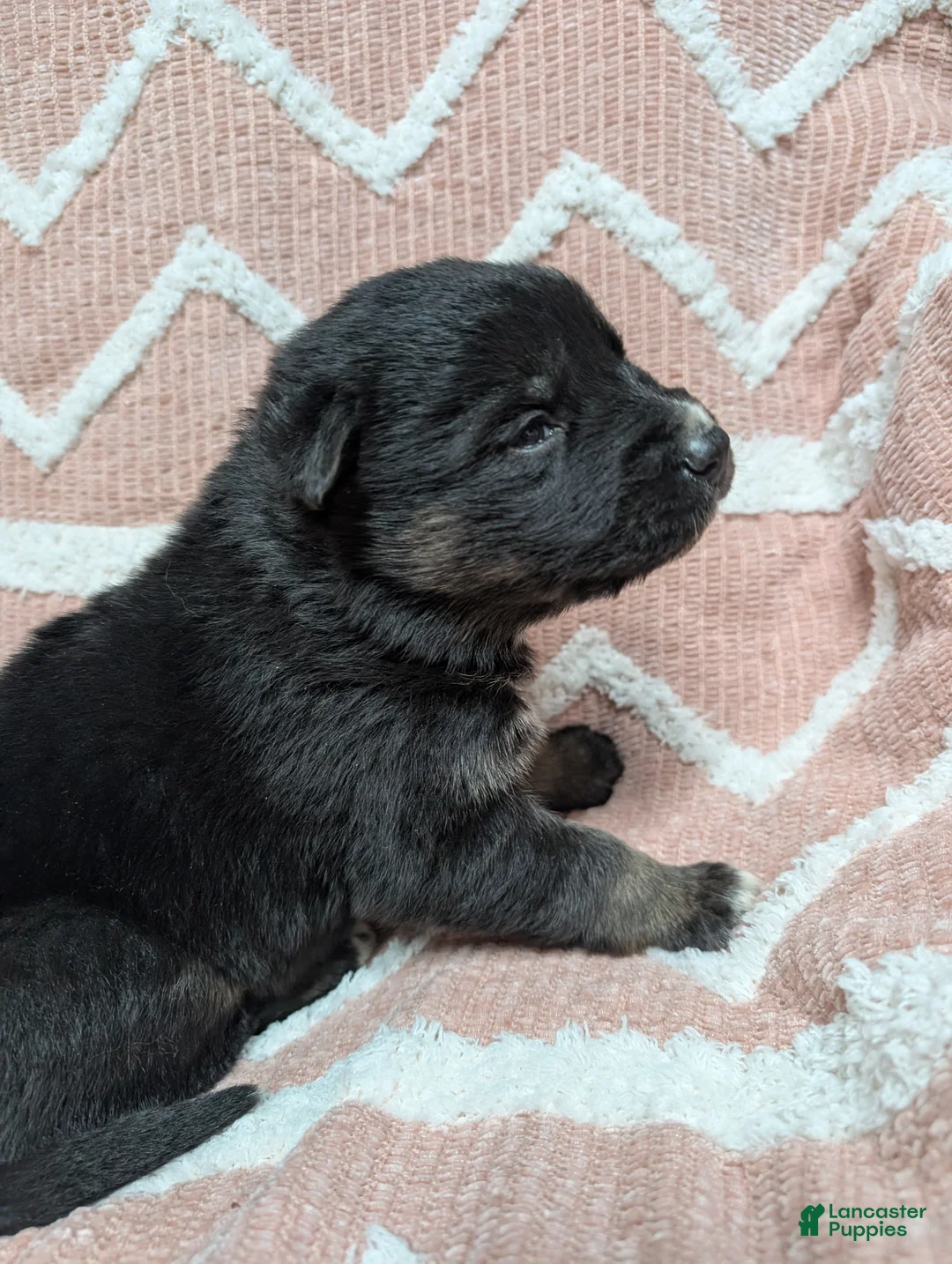 Gerberian Shepsky dogs for sale: Mia - Ad 4