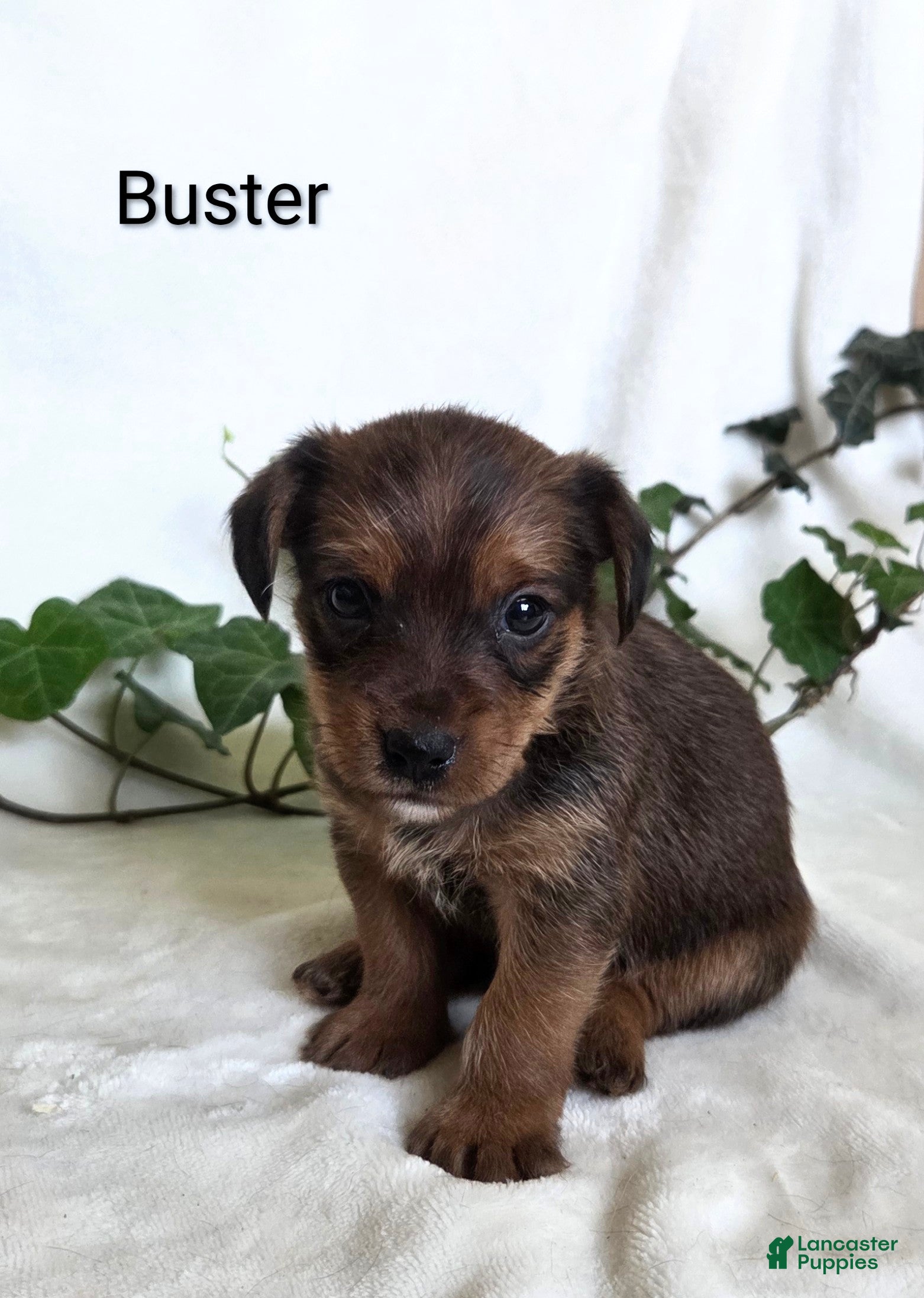 Mixed Breed dogs Buster - Ad 34
