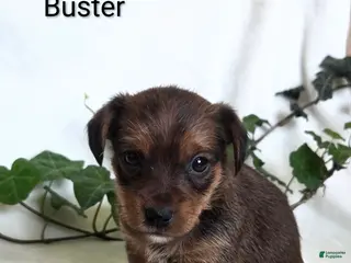 Mixed Breed dogs Buster - Ad 34