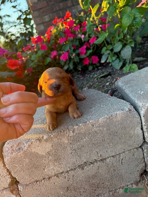 Cavapoo dogs Boy 2 - Ad 1