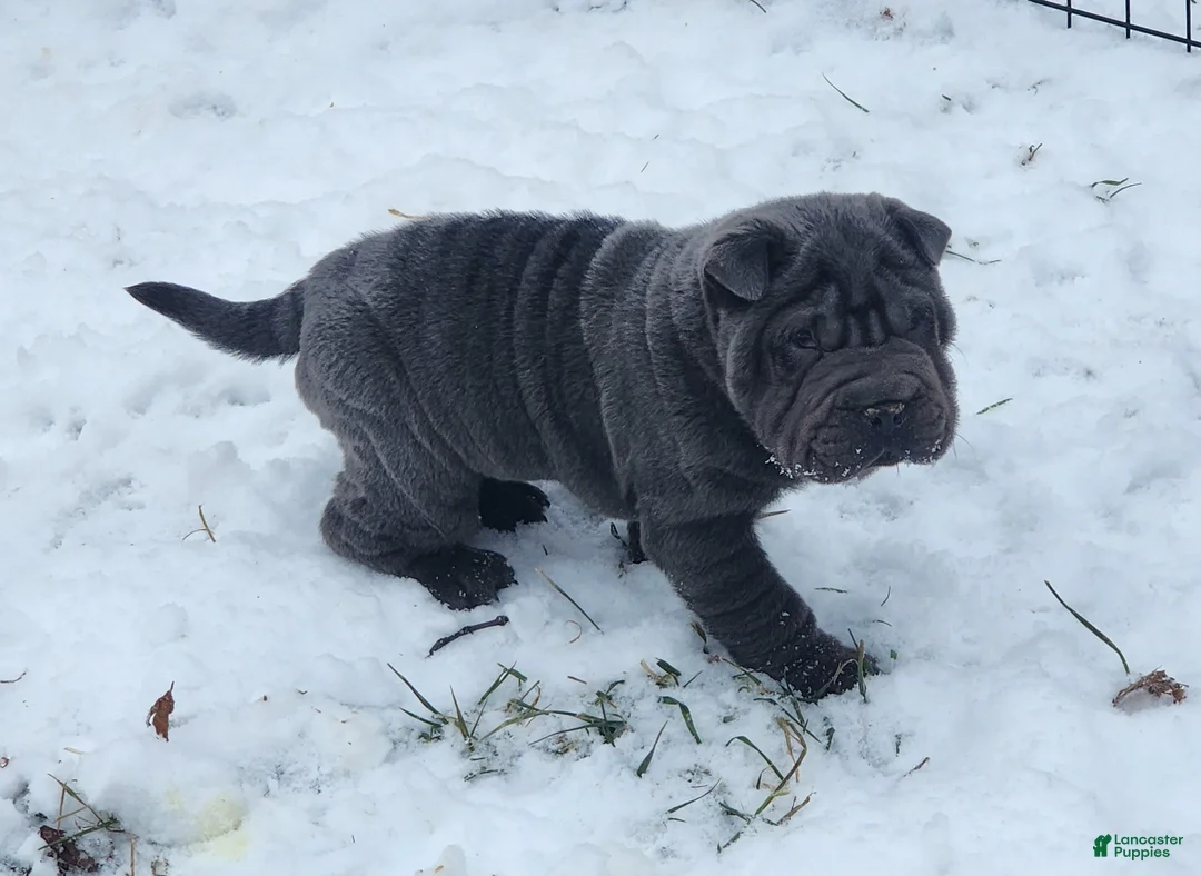Shar Pei dogs for sale: Oreo black flower mini - Ad 32