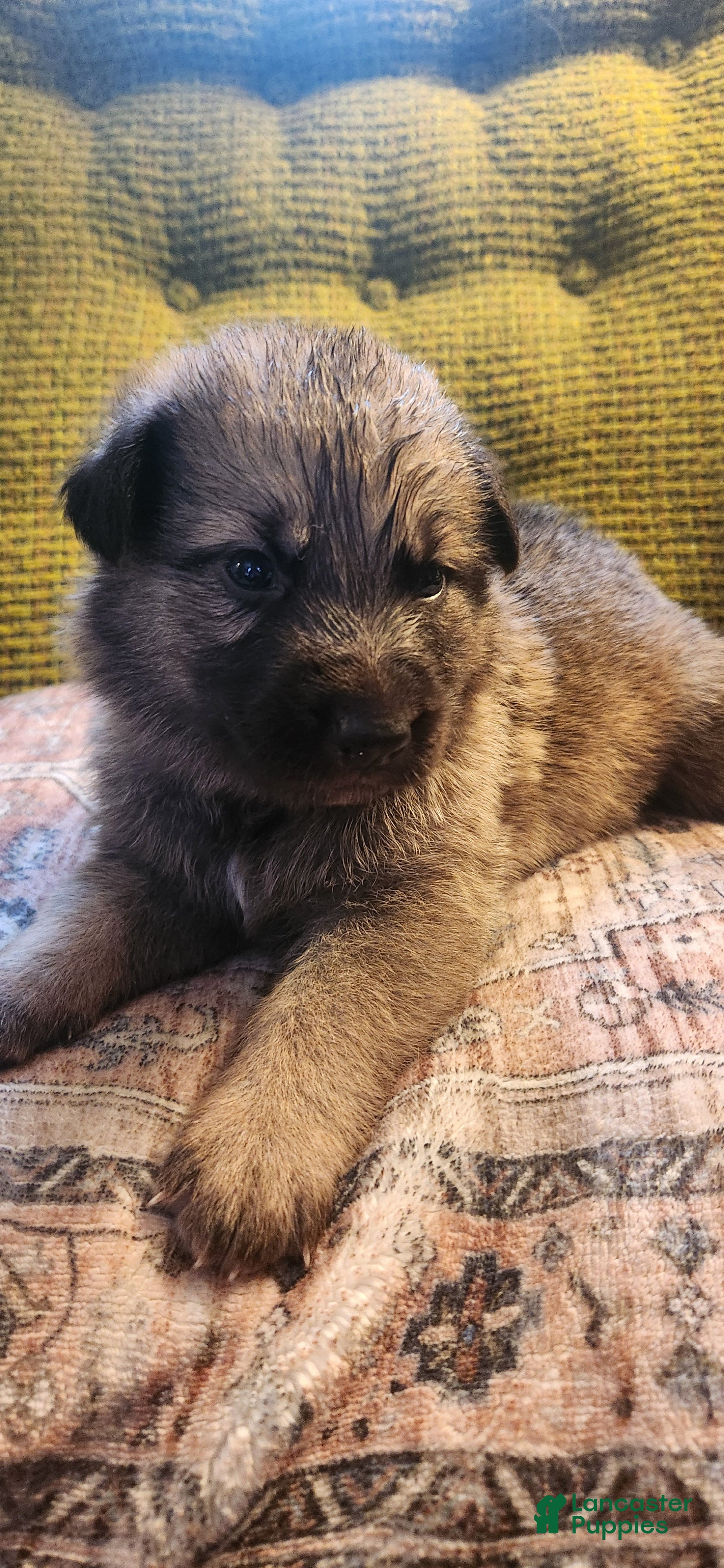 German Shepherd dogs German Shepherd Puppy 2- Red Collar - Ad 37