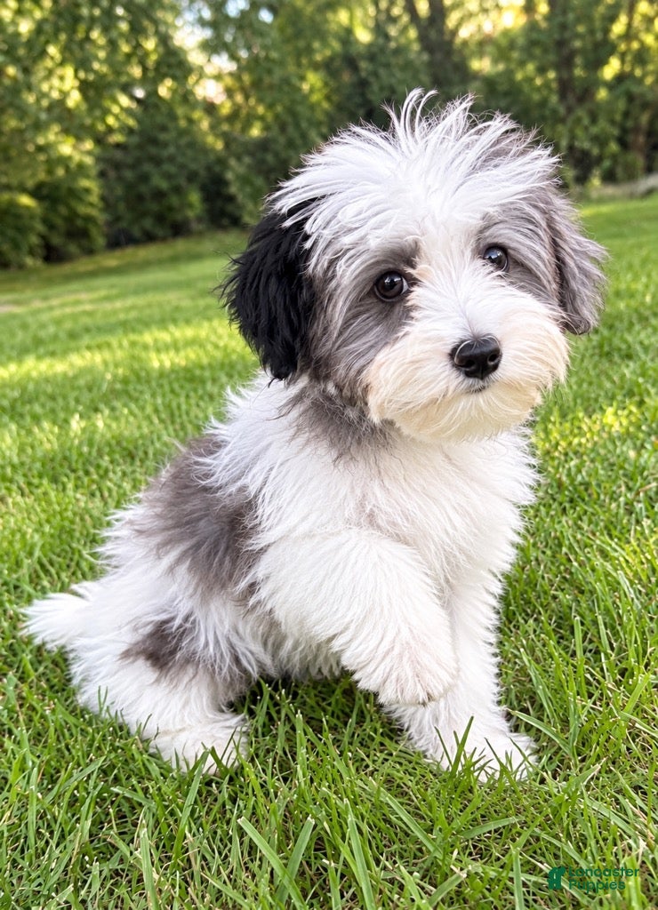 Yorkiepoo dogs Lola - Ad 1