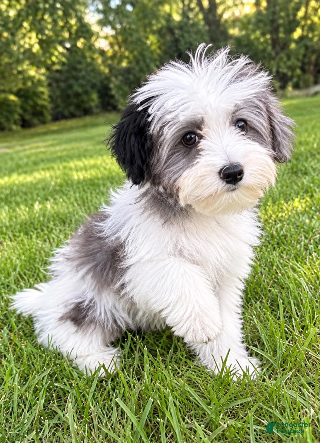 Yorkiepoo dogs for sale: Lola - Ad 1