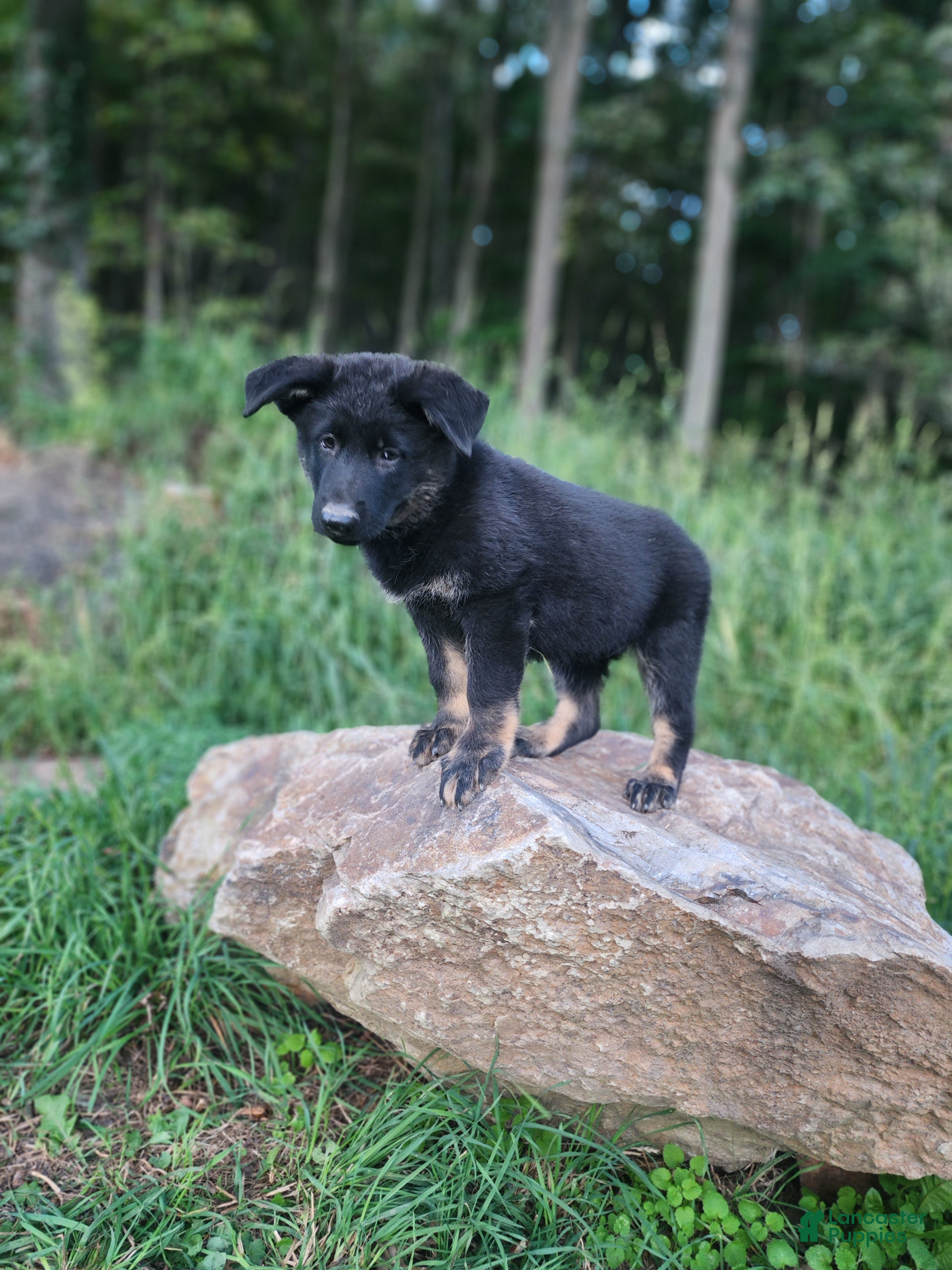 German Shepherd dogs  Timba - Ad 2