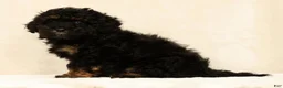 Mini Bernedoodle dogs for sale: Remi - Ad 8