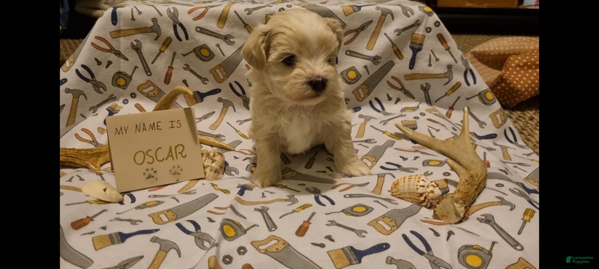 Maltipoo dogs Oscar - Ad 1