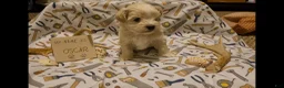 Maltipoo dogs for sale: Oscar - Ad 1