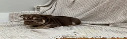 French Bulldog dogs for sale: Bluey - Ad 4