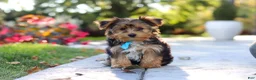 Yorkiepoo dogs for sale: Winston - Ad 4
