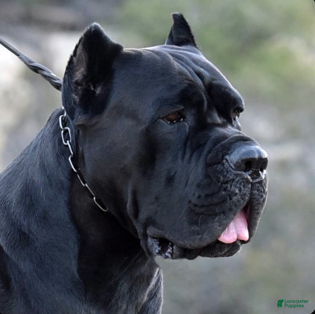 Cane Corso dogs for stud: Diesel  - Ad 3