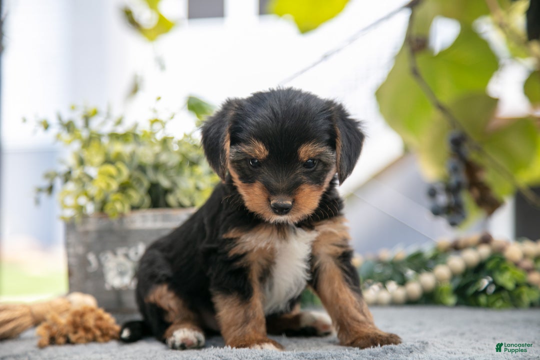 Shorkie dogs for sale: Eric - Ad 3