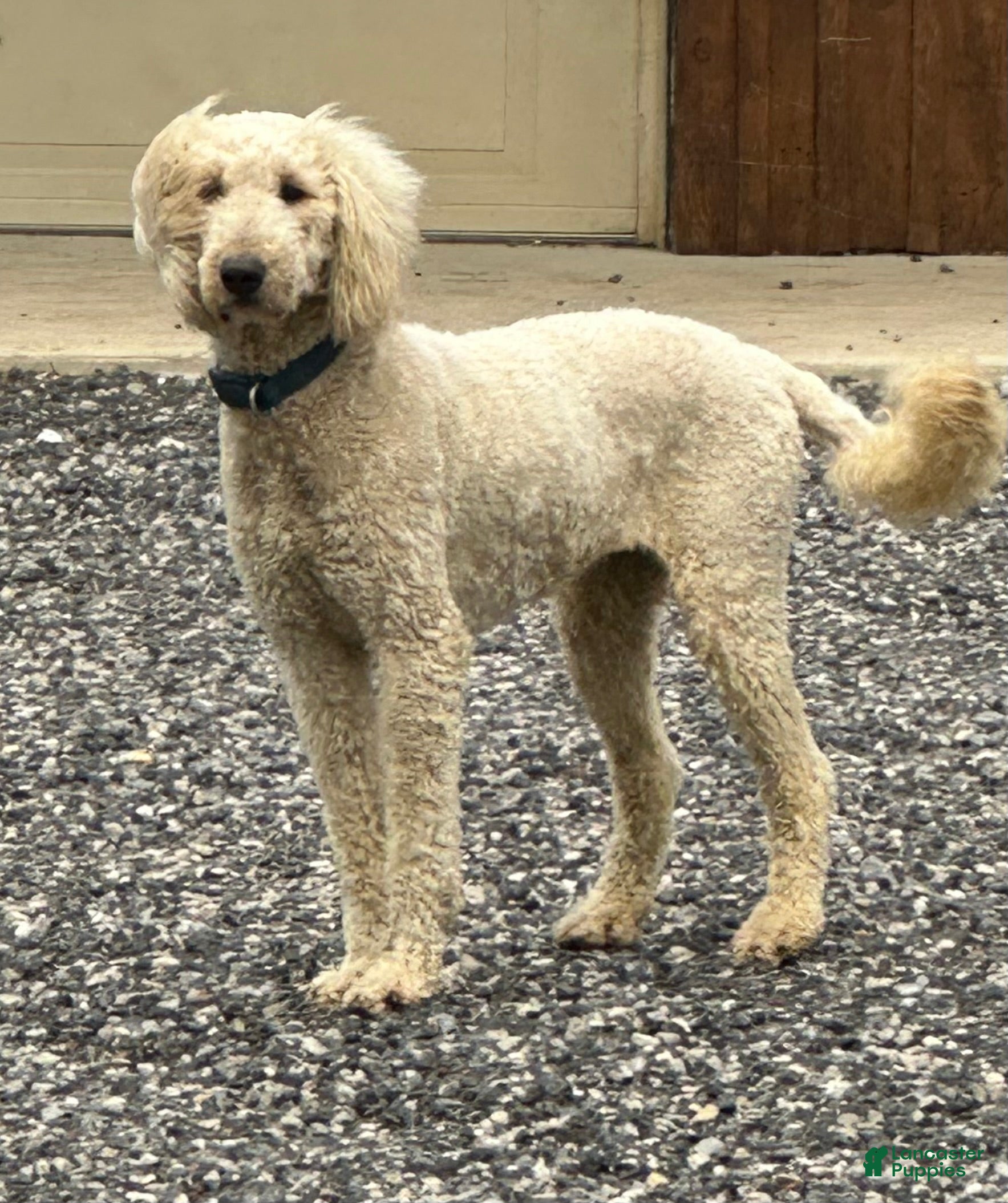 Goldendoodle dogs Molly - Ad 21