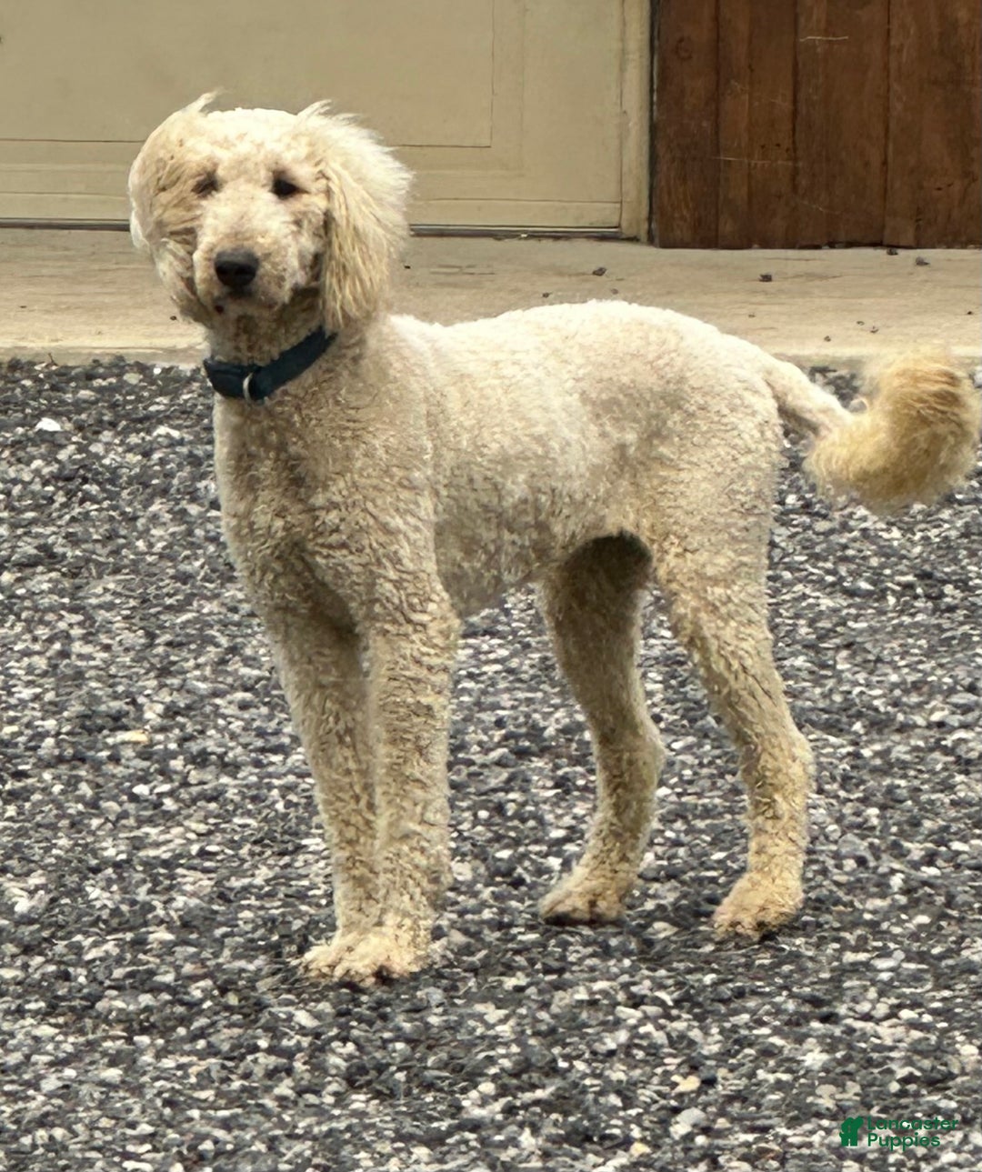 Goldendoodle dogs for sale: Molly - Ad 1