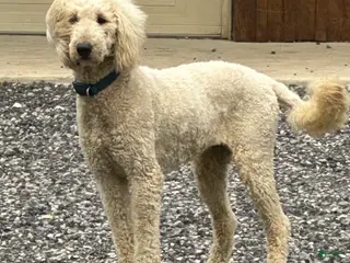 Goldendoodle dogs Molly - Ad 15