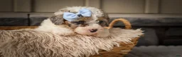Miniature Poodle dogs for sale: Juno🦴  - Ad 10