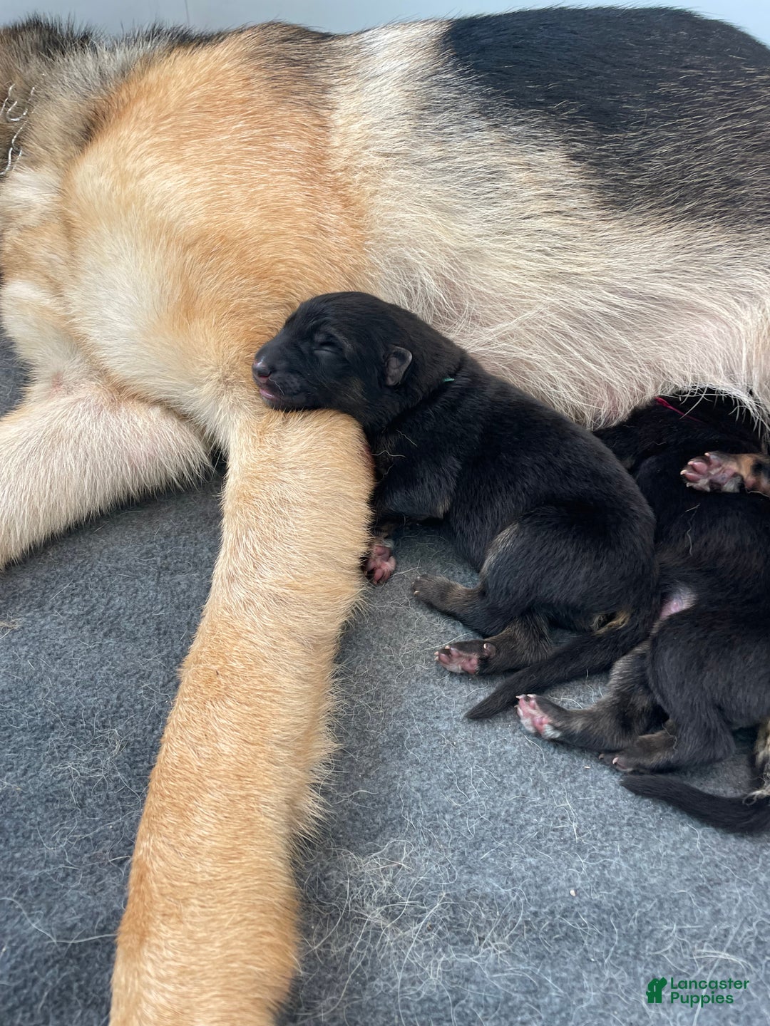 German Shepherd dogs for sale: Sugar/purple collar - Ad 25