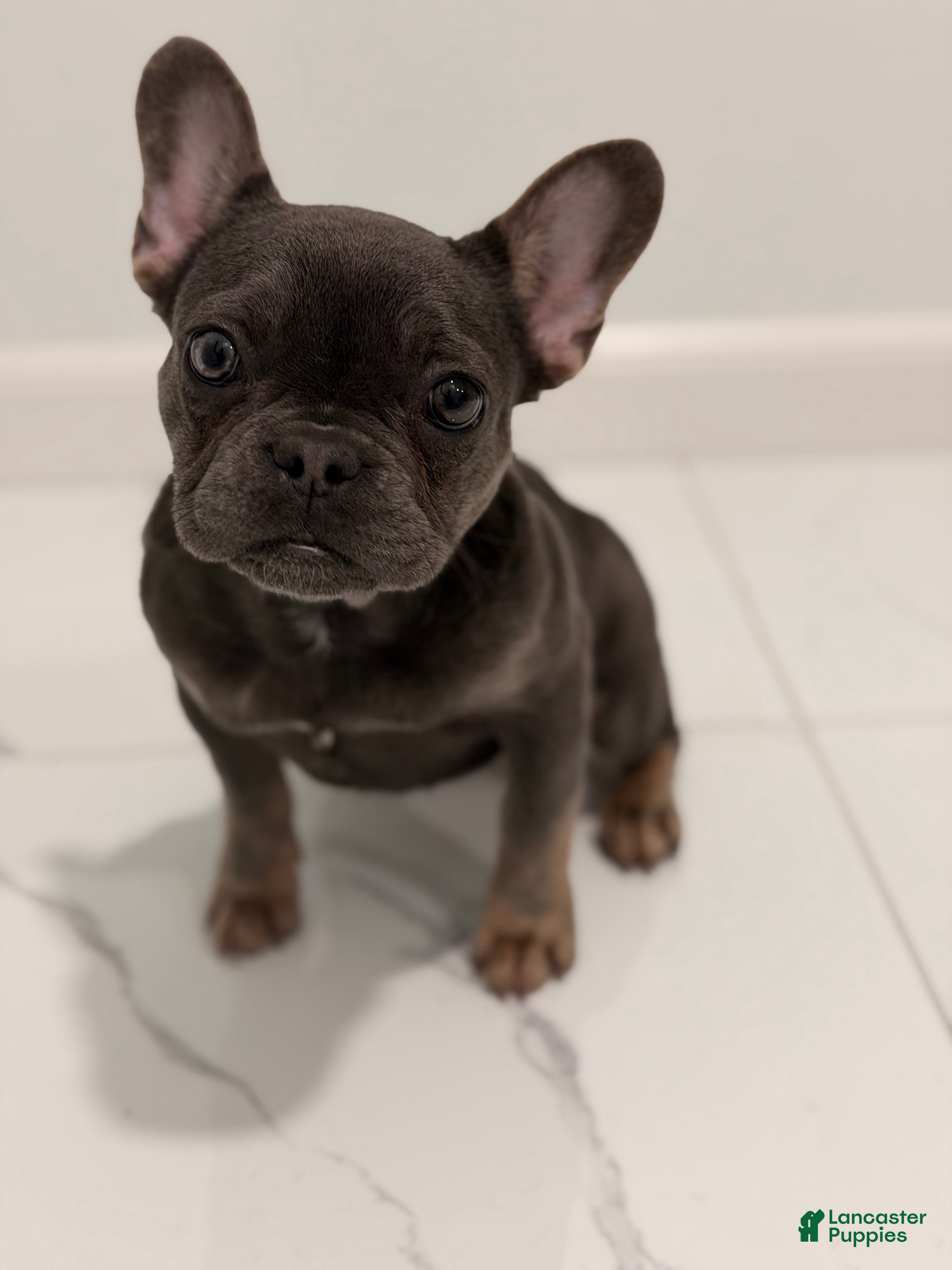 French Bulldog dogs Munchkin  - Ad 2