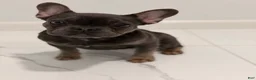 French Bulldog dogs for sale: Munchkin  - Ad 2