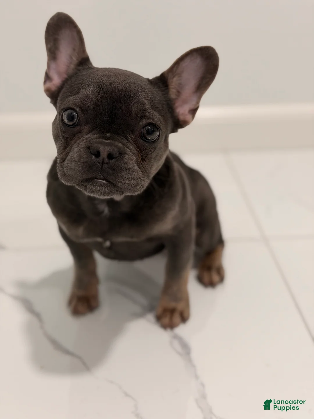 French Bulldog dogs for sale: Munchkin  - Ad 2