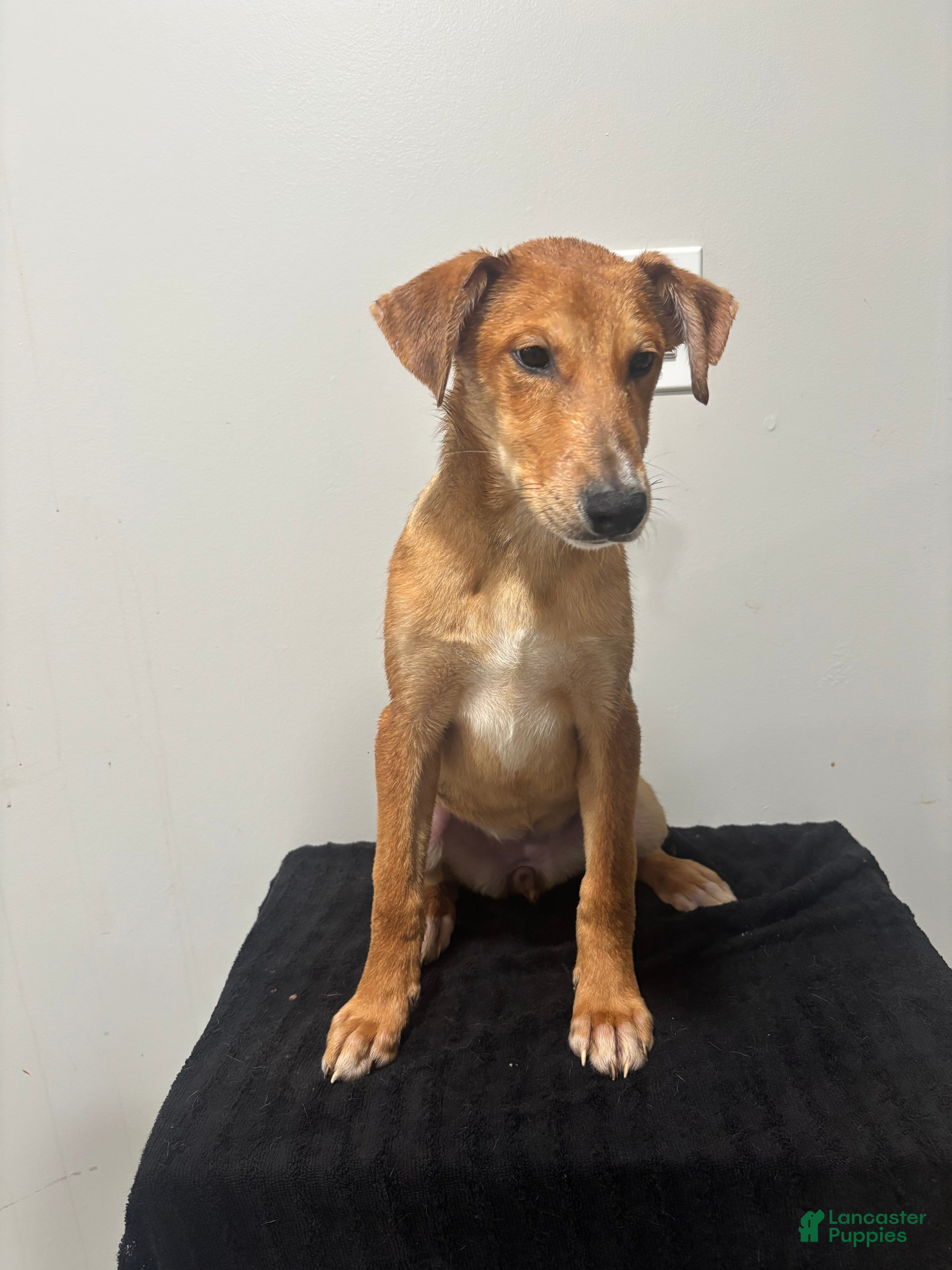 Mixed Breed dogs Mixed Breed Puppy 9 - Ad 1