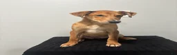 Mixed Breed dogs for sale: Mixed Breed Puppy 9 - Ad 1