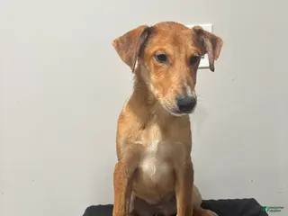 Mixed Breed dogs for sale: Mixed Breed Puppy 9 - Ad 4