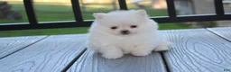 Pomeranian dogs for sale: Mochi - Ad 34