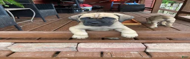 Cane Corso 3