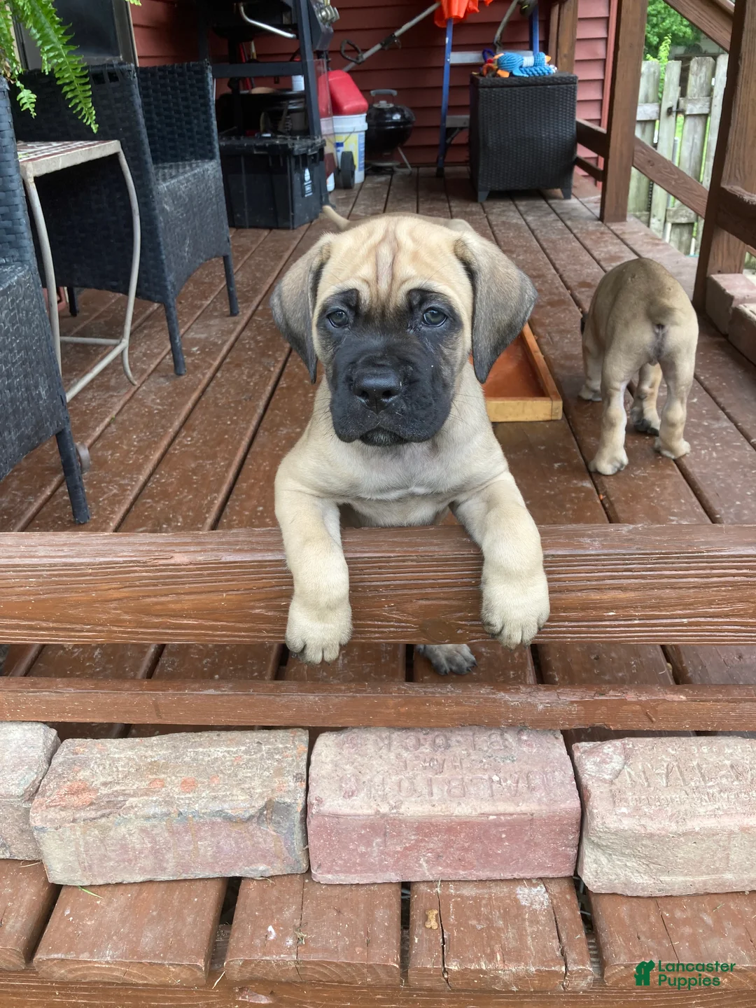 Cane Corso dogs for sale: Cane Corso 3 - Ad 1