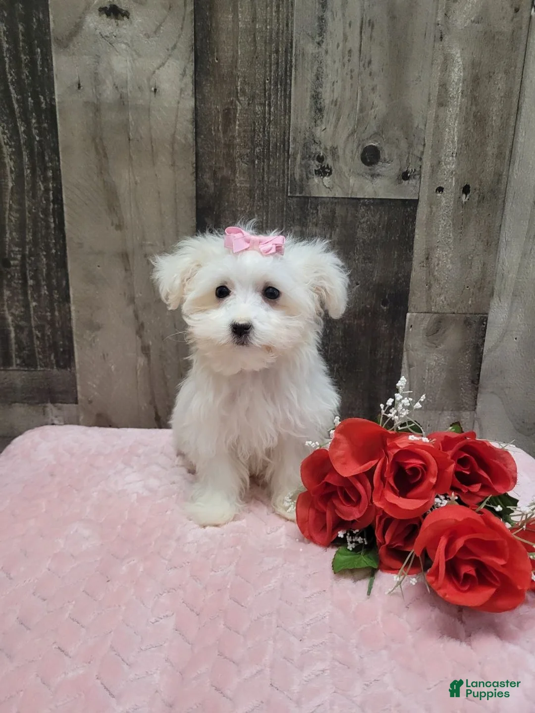 Maltese dogs for sale: Pearl - Ad 4