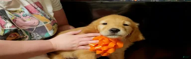 Golden Retriever Puppy 8