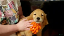 Golden Retriever Puppy 8