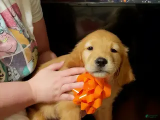 Golden Retriever dogs Golden Retriever Puppy 8 - Ad 4