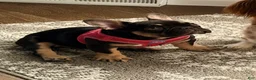 French Bulldog dogs for sale: Frenchie Female - Ad 4