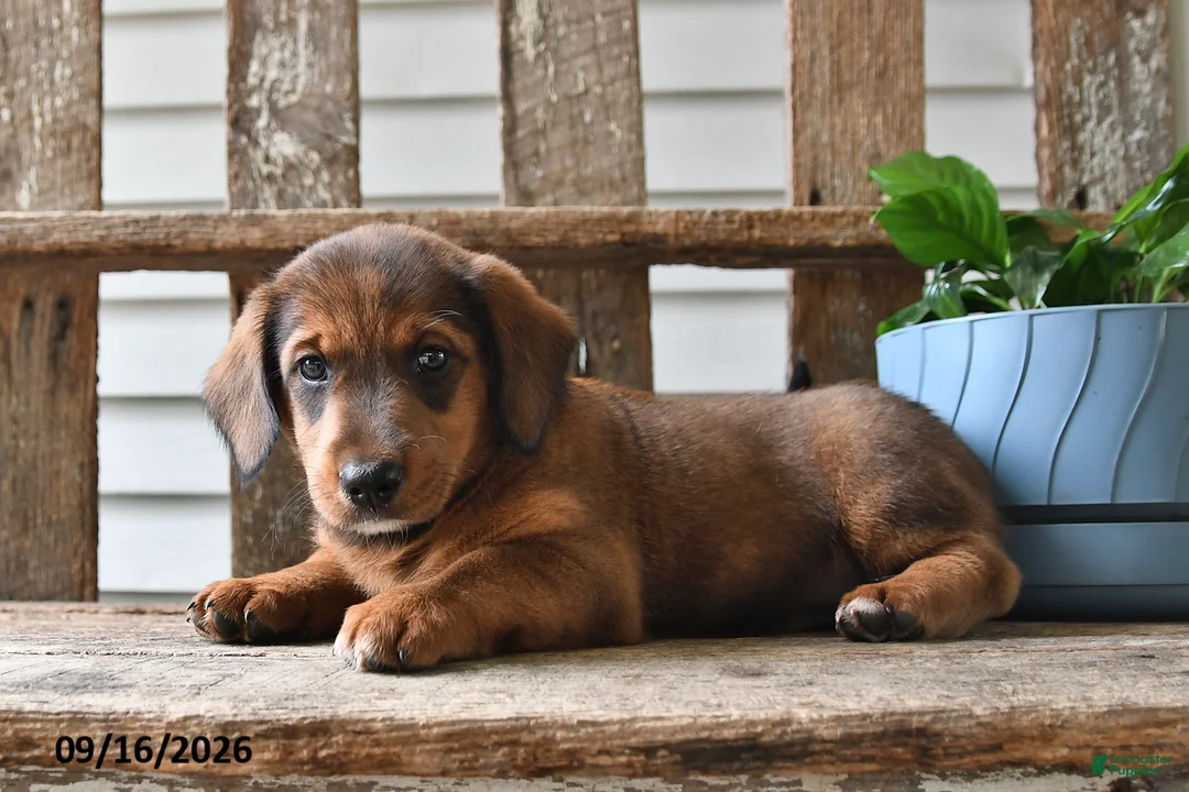 Mixed Breed dogs for sale: Mindy - Ad 2