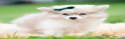 Pomeranian dogs for sale: Lucas - Ad 1