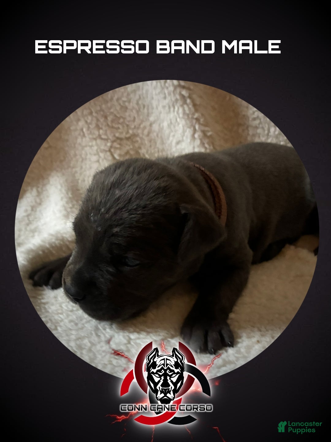 Cane Corso dogs Cane Corso Puppy 3 - Ad 30