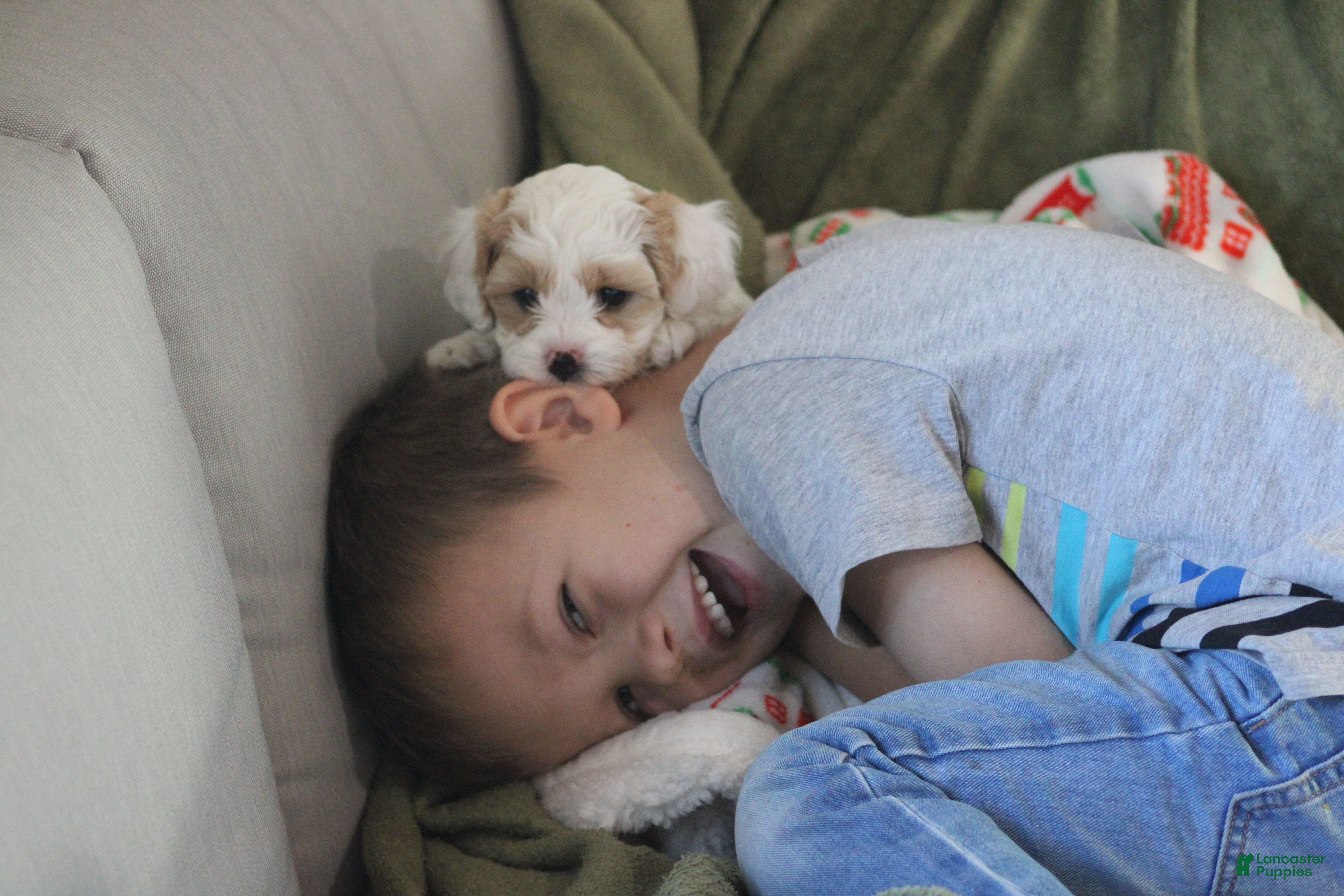 Cavapoo dogs Theo - Ad 11